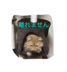 トラの気持ち（個別スタンプ：7）