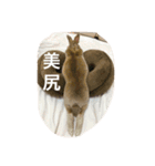 美尻ベビー（個別スタンプ：1）