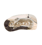 美尻ベビー（個別スタンプ：11）