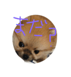 こたろうちゃんの日常（個別スタンプ：6）