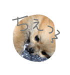 こたろうちゃんの日常（個別スタンプ：7）