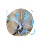 こたろうちゃんの日常（個別スタンプ：13）
