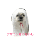 日本 サッカー 犬（個別スタンプ：1）