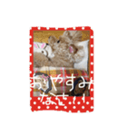 ちょこてぃだいすき（個別スタンプ：12）