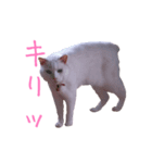 ミータソ（個別スタンプ：1）