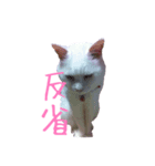 ミータソ（個別スタンプ：6）