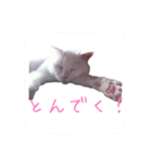 ミータソ（個別スタンプ：7）