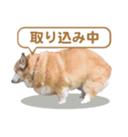 コーギー犬ろん（個別スタンプ：1）