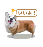 コーギー犬ろん（個別スタンプ：2）