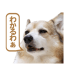 コーギー犬ろん（個別スタンプ：3）