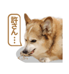 コーギー犬ろん（個別スタンプ：4）