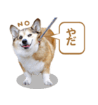 コーギー犬ろん（個別スタンプ：5）