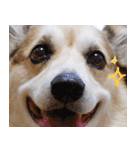 コーギー犬ろん（個別スタンプ：6）