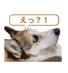 コーギー犬ろん（個別スタンプ：7）