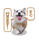 コーギー犬ろん（個別スタンプ：8）