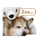 コーギー犬ろん（個別スタンプ：9）