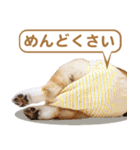 コーギー犬ろん（個別スタンプ：11）