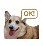 コーギー犬ろん（個別スタンプ：12）