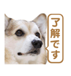 コーギー犬ろん（個別スタンプ：14）