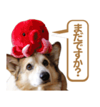 コーギー犬ろん（個別スタンプ：15）