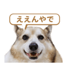 コーギー犬ろん（個別スタンプ：16）