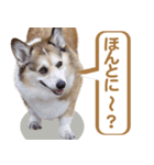 コーギー犬ろん（個別スタンプ：17）