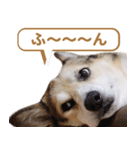 コーギー犬ろん（個別スタンプ：18）