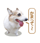 コーギー犬ろん（個別スタンプ：19）