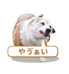 コーギー犬ろん（個別スタンプ：20）