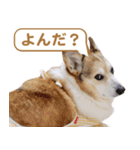 コーギー犬ろん（個別スタンプ：21）