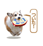 コーギー犬ろん（個別スタンプ：22）