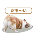 コーギー犬ろん（個別スタンプ：23）