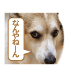 コーギー犬ろん（個別スタンプ：24）