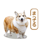 コーギー犬ろん（個別スタンプ：25）