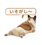 コーギー犬ろん（個別スタンプ：28）