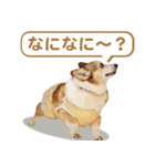 コーギー犬ろん（個別スタンプ：30）