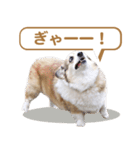 コーギー犬ろん（個別スタンプ：31）