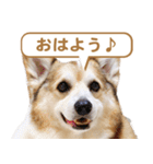 コーギー犬ろん（個別スタンプ：32）
