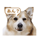 コーギー犬ろん（個別スタンプ：33）