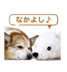 コーギー犬ろん（個別スタンプ：35）