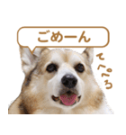 コーギー犬ろん（個別スタンプ：36）