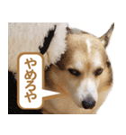 コーギー犬ろん（個別スタンプ：37）