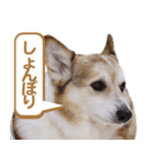 コーギー犬ろん（個別スタンプ：38）