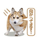 コーギー犬ろん（個別スタンプ：39）