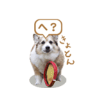コーギー犬ろん（個別スタンプ：40）