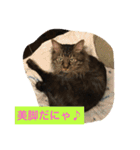 ボコ(猫)の日常(*≧艸≦)（個別スタンプ：3）