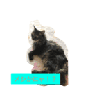 ボコ(猫)の日常(*≧艸≦)（個別スタンプ：4）