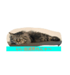ボコ(猫)の日常(*≧艸≦)（個別スタンプ：5）