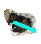 ボコ(猫)の日常(*≧艸≦)（個別スタンプ：8）