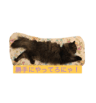 ボコ(猫)の日常(*≧艸≦)（個別スタンプ：9）